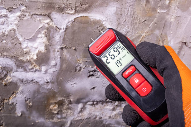 Best Attic Mold Remediation in Buena Park, CA