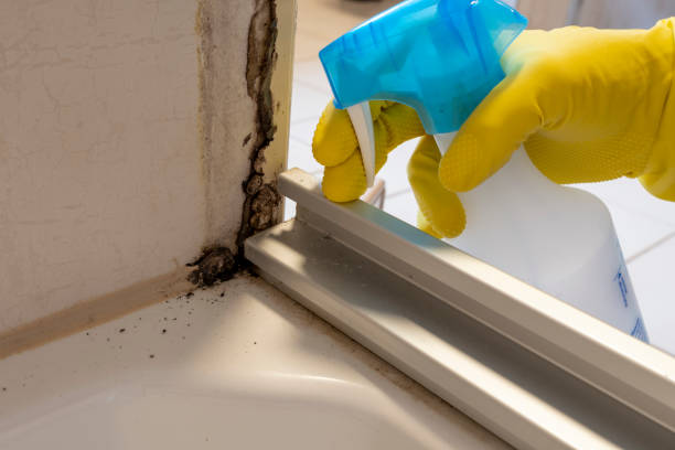 Best Mold Testing and Inspection Services in Buena Park, CA