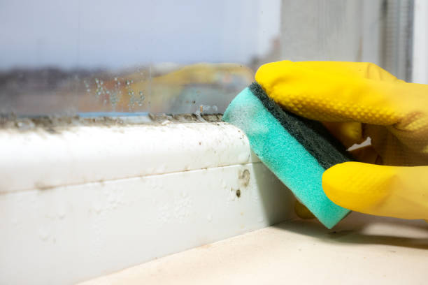 Best Localized Mold Remediation (e.g., coastal areas, humid climates) in Buena Park, CA