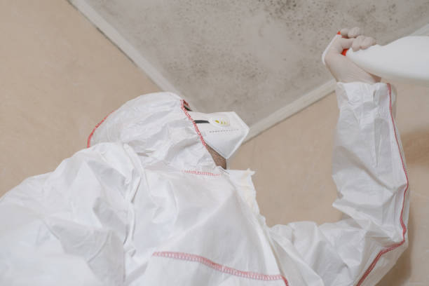 Best Bathroom Mold Remediation in Buena Park, CA