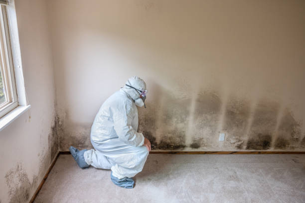 Best Crawl Space Mold Remediation in Buena Park, CA