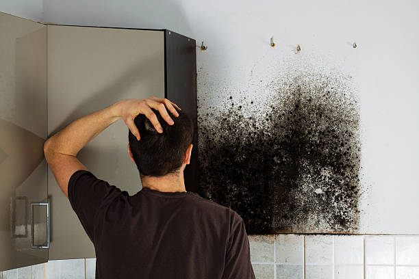 Best Post-Flood Mold Remediation in Buena Park, CA